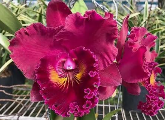 Cattleya Rlc Shang Ding Red Dragon