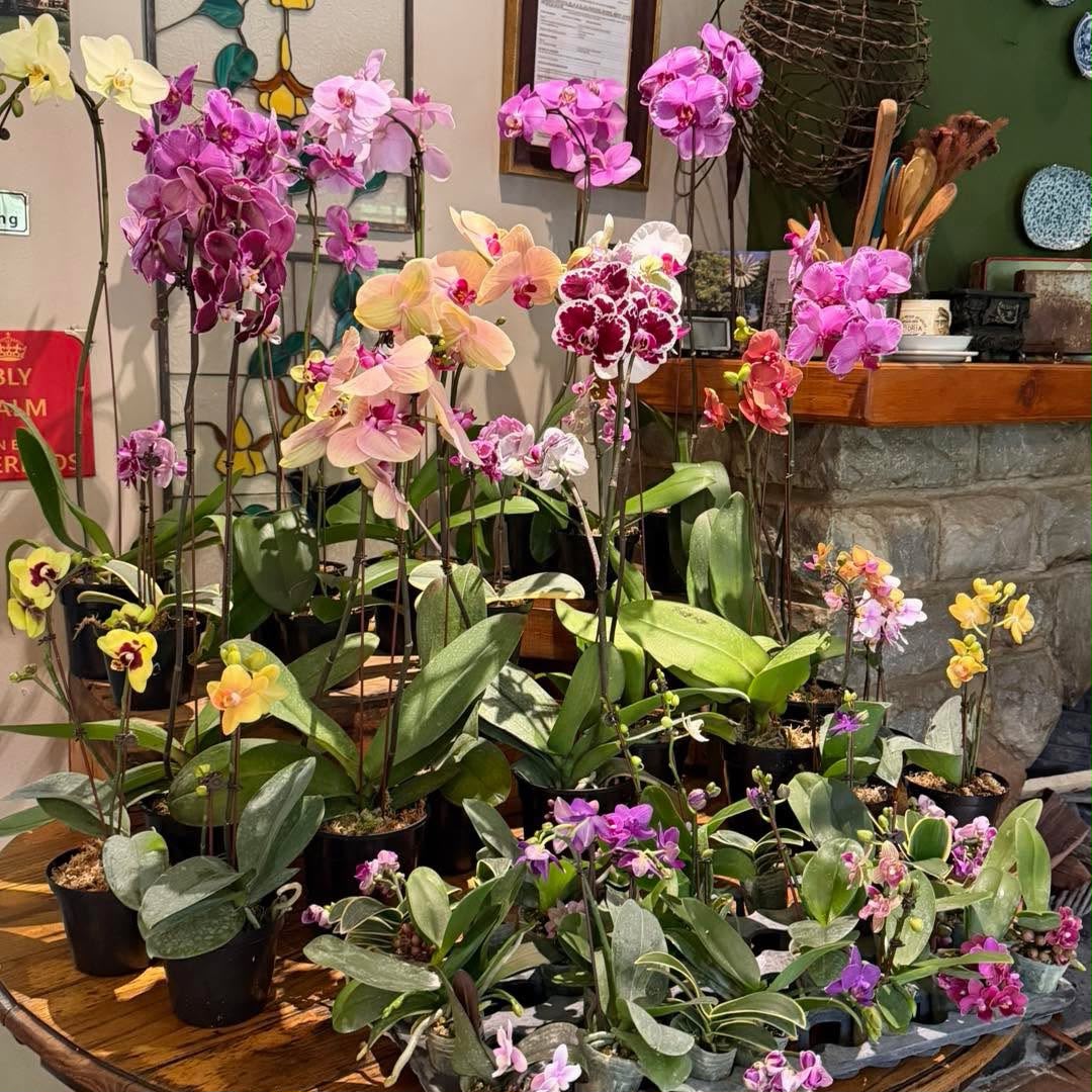 Phalaenopsis (Moth Orchid)