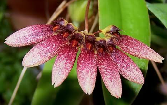 Bulbophyllum