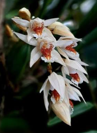 Coelogyne