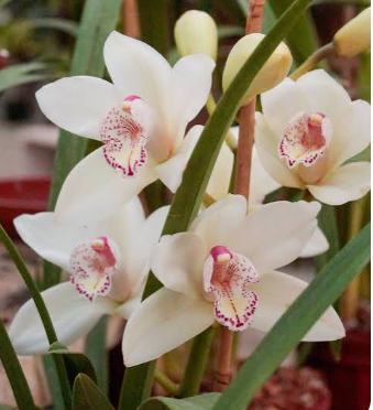 Cymbidium (Boat Orchid)