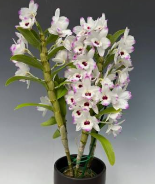Dendrobium