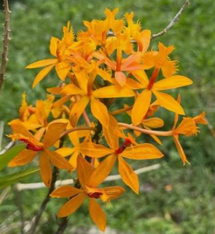Epidendrum (Poorman's Orchid)