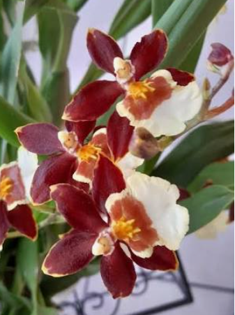 Oncidium (Dancing Lady Orchid)
