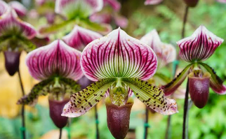 Paphiopedilum (Venus Slipper Orchid)
