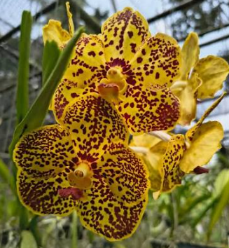 Vanda