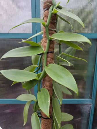 Vanilla planifolia