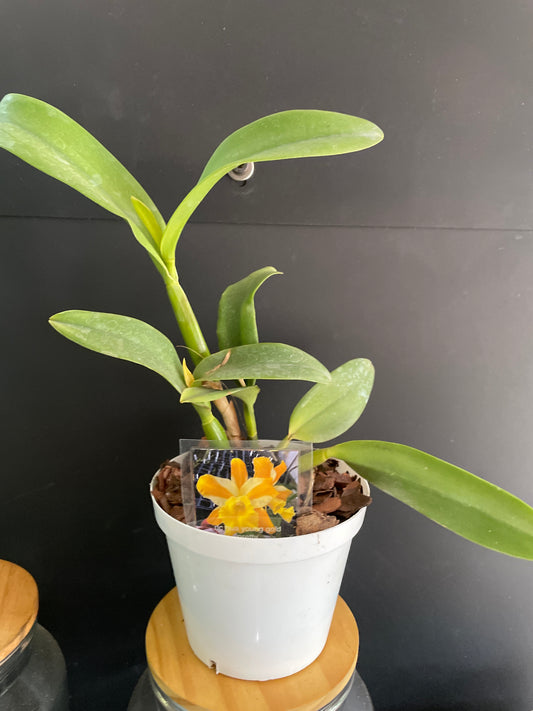 Rlc hua young gold pretty