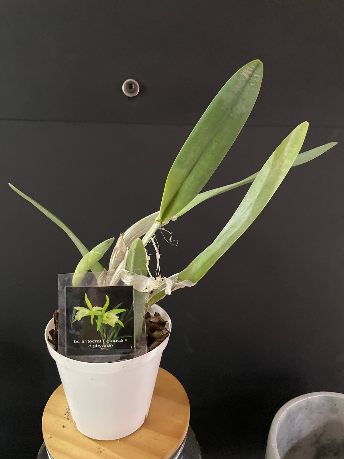 Bc aritocrat(glauca x digbyana)