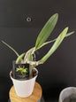 Bc aritocrat(glauca x digbyana)