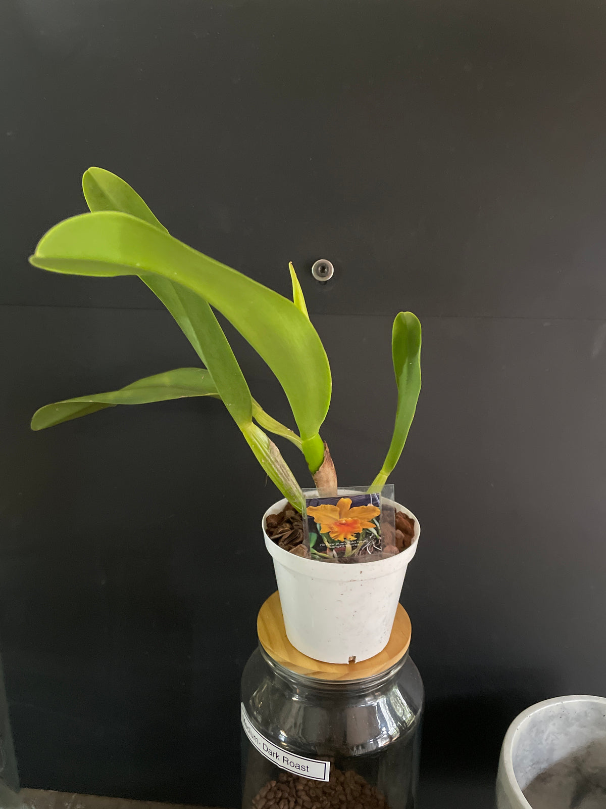 Rlc haw yuan gold “ yung kang #2