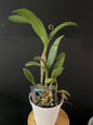 Epidendrum Stamfordianum