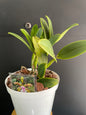 Cattleya yns green leopard jade dragon