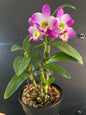 Dendrobium Nobile
