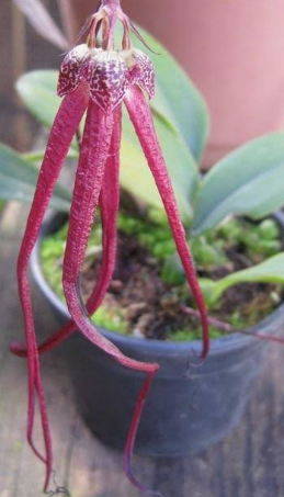 Bulbophyllum Jacobsonii
