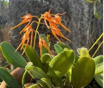 Bulbophyllum Taiwanese