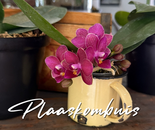 Phalaenopsis Micro
