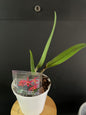 Cattleya Taiwan sunset yuan dung