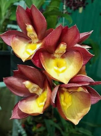 Catasetum Orchidglade