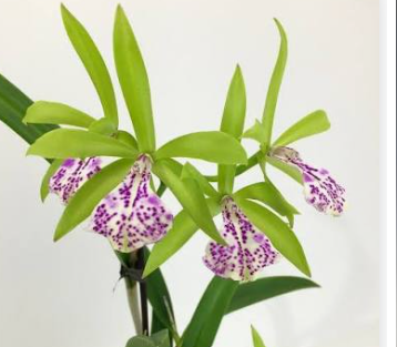 Cattleya Bc Binosa