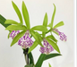 Cattleya Bc Binosa