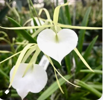 Cattleya Brassavola Nodosa