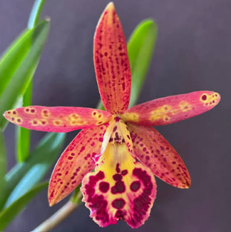 Cattleya Brasscatt Rustic Spots