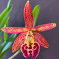 Cattleya Brasscatt Rustic Spots