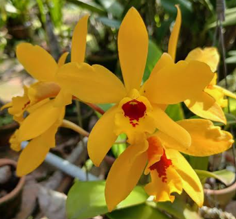 Cattleya Goldbrad Miku