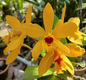 Cattleya Goldbrad Miku