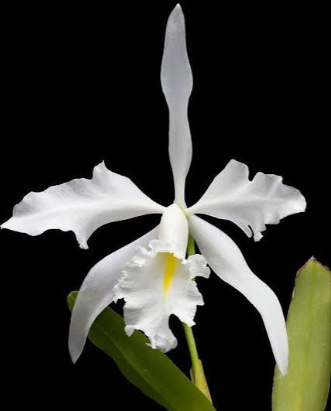 Cattleya Maxima var Alba