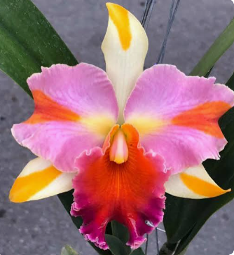 Cattleya Rlc Amazing Thailand “Magician"