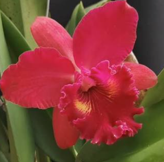 Cattleya Rlc Chief Emperor Red Tomato