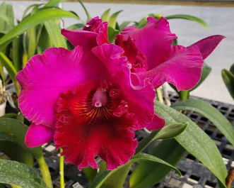 Cattleya Rlc Sanyung Ruby “Da Won”