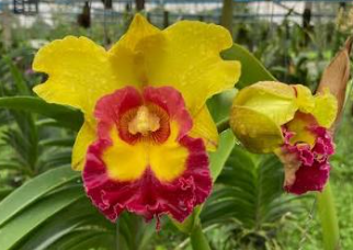 Cattleya Rlc Yu-Toung Moon