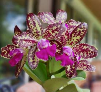 Cattleya Rlc Yuan Dung Python