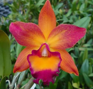 Cattleya Rth Chief Sweet Orange