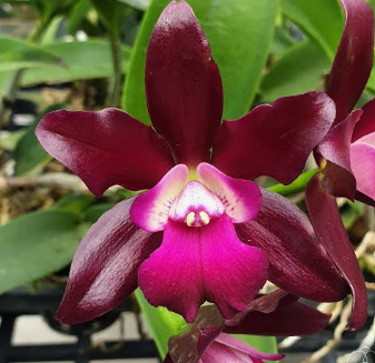 Cattleya Sagarik Wax