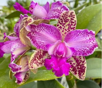 Cattleya Yuan Dung Sweet “Dragon Fruit"