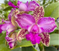 Cattleya Yuan Dung Sweet “Dragon Fruit"