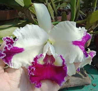 Cattleya White Spark “Panda”         