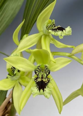 Coelogyne Pandurata