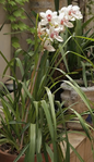 Cymbidium Mixed Colors