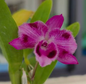 Dendrobium Parishii “ Petaloid x six eyes