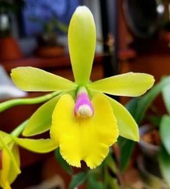 Epidendrum Sergiora Yokosuka Story “Little Oriole”