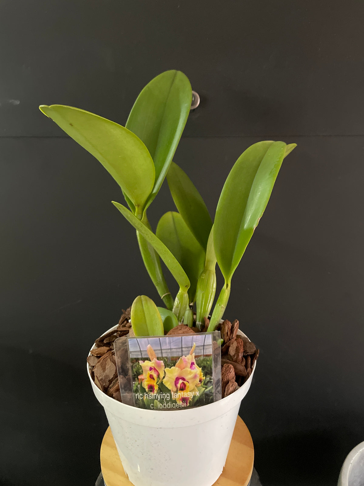 Rlc hsinying fantasy x c. Loddigesii