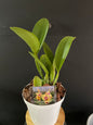 Rlc hsinying fantasy x c. Loddigesii