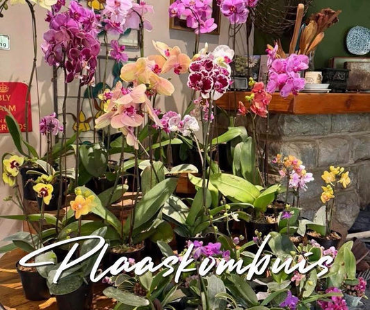 Phalaenopsis Large