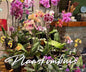 Phalaenopsis Large