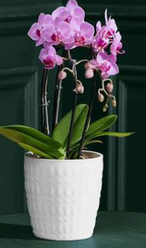 Phalaenopsis Mini